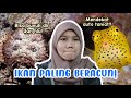 Ikanikan paling beracun pt1   marinasea