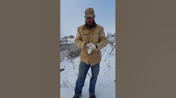 How to field dress a rabbit without a knife