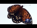 Only place in Pa. to see rare butterfly is Susquehanna Valley