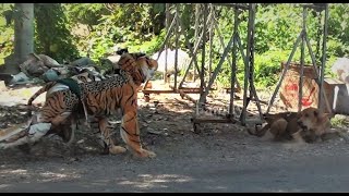 Fake Tiger Prank Dog and How can , Stop laugh Funny Funny, Part #10
