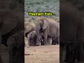 3 Most Intresting Animal Facts #tamilfacts #tamilnews #animals #animalfacts #shorts