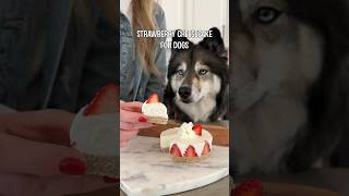 How To Make Strawberry Cheesecake For Dogs! #shorts