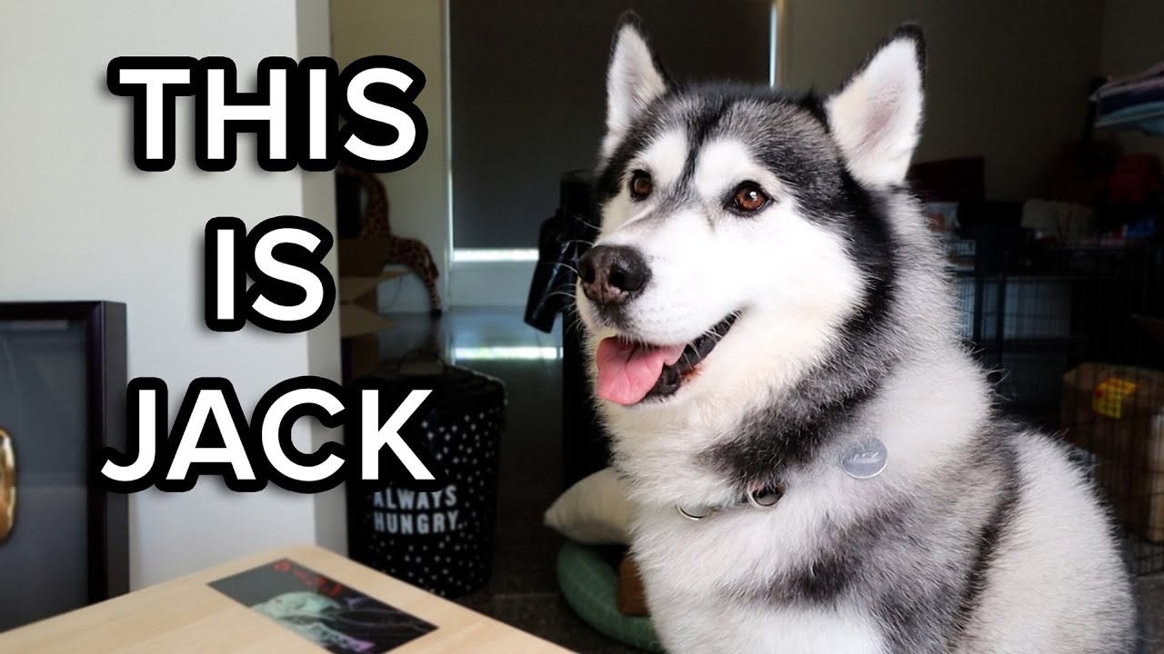 Goodbye Old Friend (Jack the Husky)