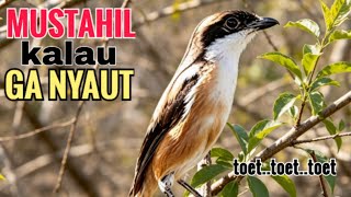 Download lagu toet toet Suara cendet gacor Pagi Hari pancingan jitu BIKIN cendet diam langsung nyaut ikutan bunyi