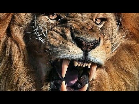 هذا ما يحصل لمن يؤذي الزوهريين في وقت قصير