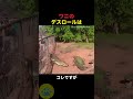 ワニの必殺技デスロールの秘密🤫暴露します🔥
