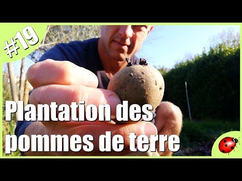 Vidéo: Comment planter mes pommes de terre ?