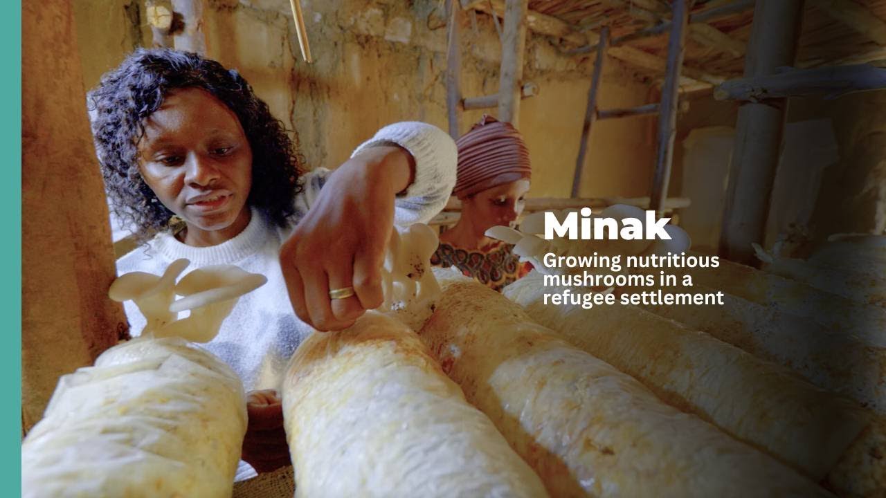 Minak | Growing nutritious mushrooms in a refugee settlement