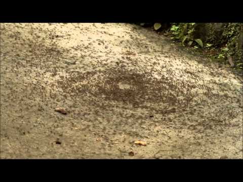 GeoVideo 0020 Army Ant Death Spiral 1080p