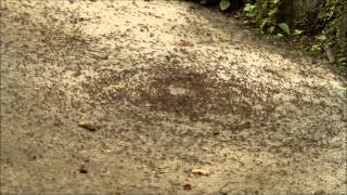 GeoVideo 0020 Army Ant Death Spiral 1080p
