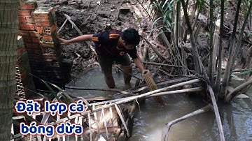 ĐẶT LỢP CÁ BÓNG DỪA TRÚNG MẺ NGAY Ổ - CÁ BÓNG DỪA NƯỚNG TRUI | DÂN MIỀN TÂY