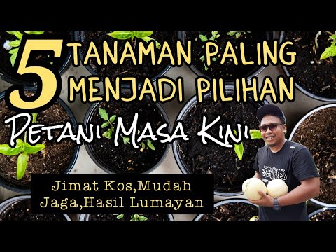 Video: 10 Pokok Buah Belakang Rumah Teratas: Apakah Pokok Buah-buahan Terbaik Untuk Ditanam