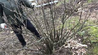 ОМОЛАЖИВАЮЩАЯ ОБРЕЗКА куста смородины / Pruning currant bush #дача,#сад,#огород