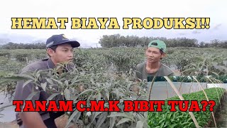 Keuntungan Tanam Cabai Merah Keriting Var. Akar Dengan Bibit Tua