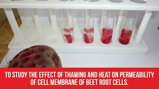 To study the effect of thawing and heat on permeability of cell membrane of beet root cells.