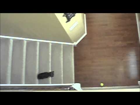CUTE VIDEO!! Coco plays fetch by herself!