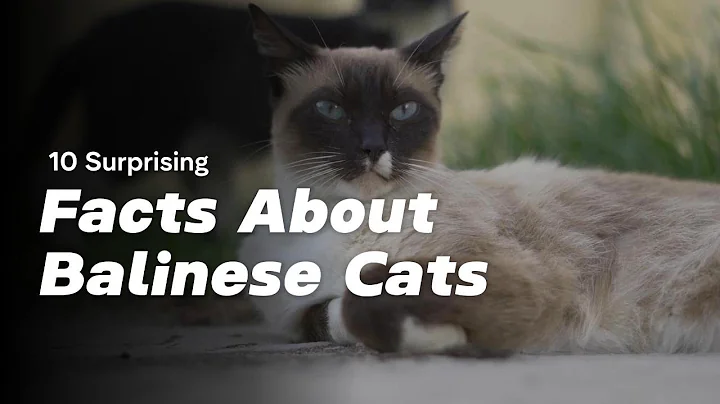 Video 10076611: balinese cat breed, playful cat breeds, playful feline, cat explore play