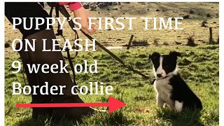 How to LEASH TRAINING your new 9 week old border collie puppy border collies are easy to train by Northern lights BORDER COLLIES 1,978 views 3 years ago 4 minutes, 21 seconds