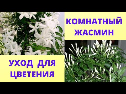 Комнатный жасмин уход в домашних условиях не цветет