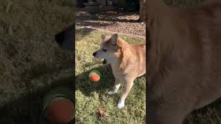 Cute Dog Misses 2 Catches #shorts  #shortvideo