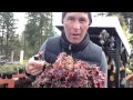 How (and when) to prune Heucheras, Heucherellas and Tiarellas