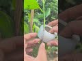 Easy Way to Propagate Jackfruit Trees Using the Approach Grafting Technique #shorts