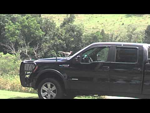 Roadrunner ATTACKS TRUCK