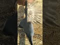 طيور الزعره البيضاء طيور الزعره البيضاء