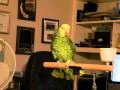 Pauley the parrot sings KC & the Sunshine Band