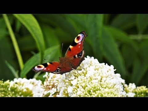 Video: Wildpflanzen Schmetterlings-Schlankheitskapseln - Gebrauchsanweisung