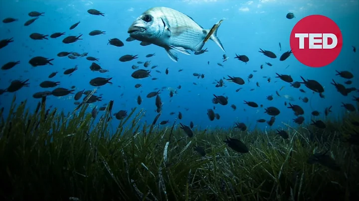 The Unexpected, Underwater Plant Fighting Climate ...