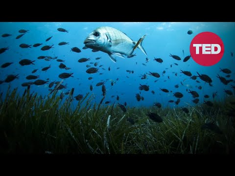 The Unexpected, Underwater Plant Fighting Climate Change | Carlos M. Duarte | TED Countdown