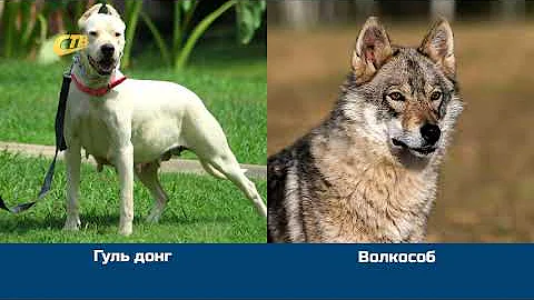 УТВЕРЖДЕН СПИСОК ОПАСНЫХ ПОРОД СОБАК