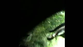 Flatworm vs slug, Taiwan