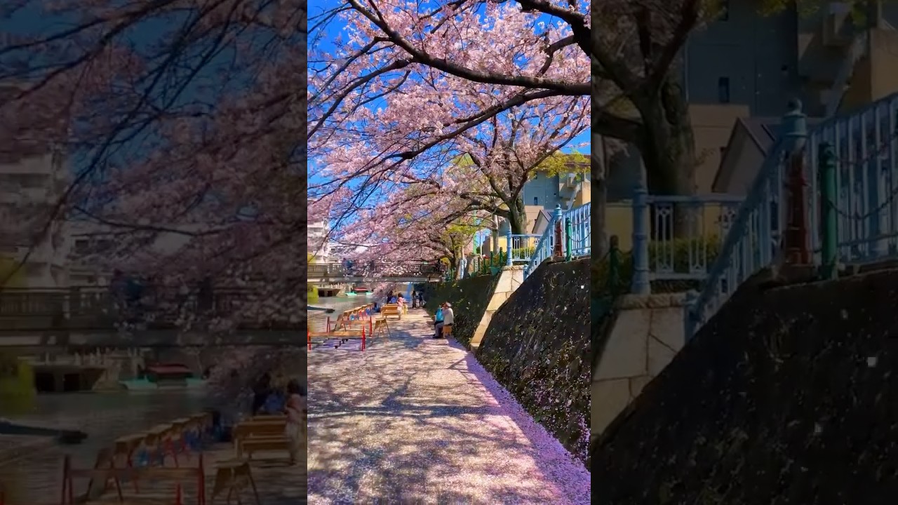 Japan Beautiful View 