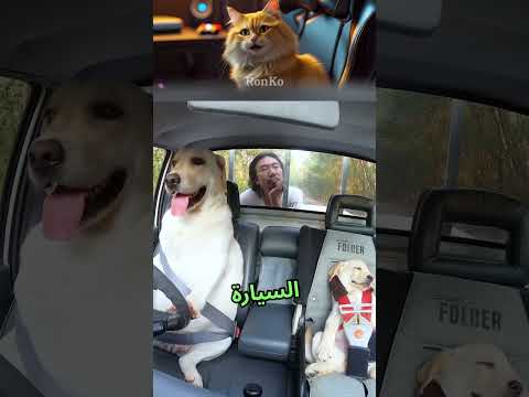 كيف درب رجل كلبه علي القيادة