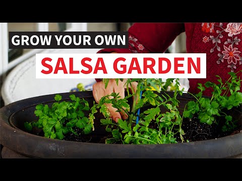 Video: Tạo Vườn Salsa - Tự trồng Salsa Tươi trong Khu vườn của riêng bạn