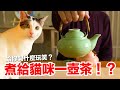 泡一壺茶給貓咪？全家都傻眼了｜貓副食食譜｜貓鮮食廚房EP182