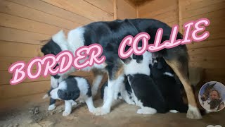 Cuccioli Di Border Collie Disponibili Da Fine Ottobre Telgermano Cucchietti 328 9448021 Dronero