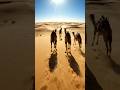 #everyonefollowers #wildlife #desertlife #camel_racing #fypシ゚viral #trendingreels #trendingshorts