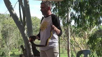 Water Python(Liasis fuscus).mp4