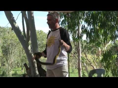 Water Python(Liasis fuscus).mp4
