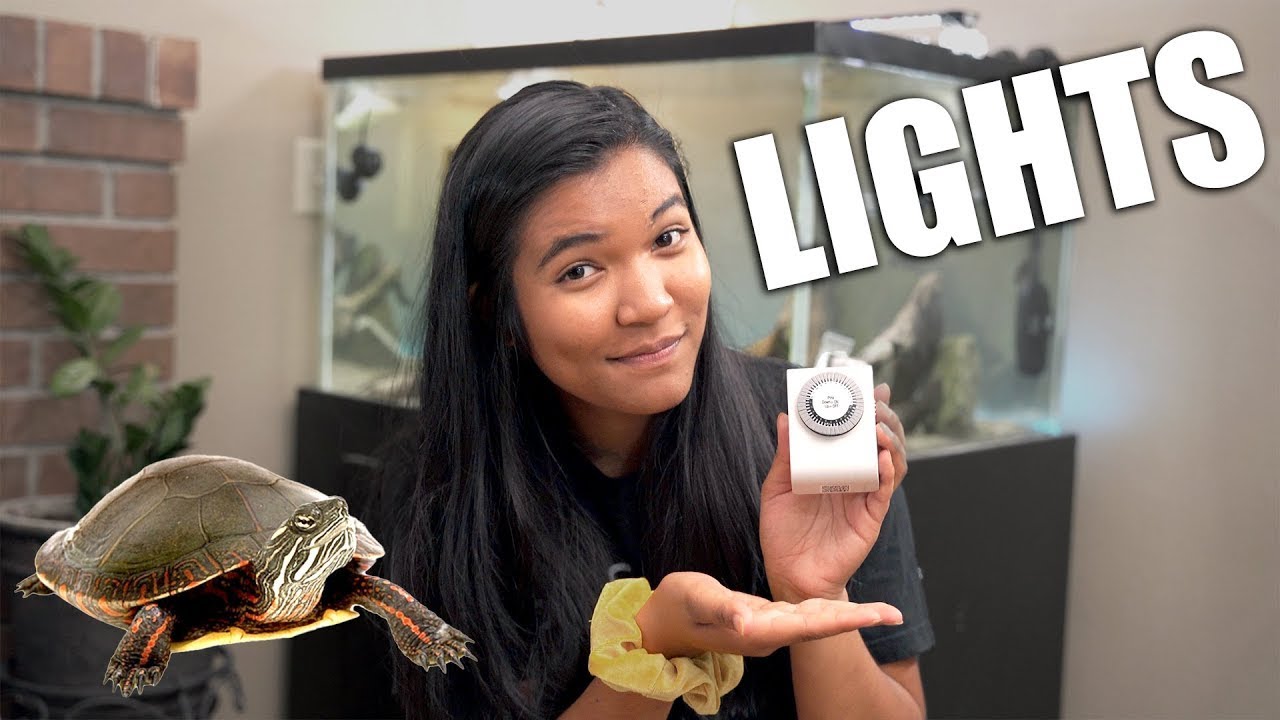 How Long Should The Lights Stay On? | Turtle Tank Timers And Lighting