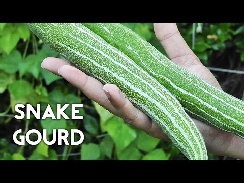 Video: Snake Gourd Info - How To Grow Snake Gourds