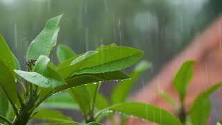RAIN DROPS SHORT FILM VIDEO (NO COPYRIGHT) 4K 1080P NATURE