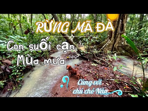 Trải nghiệm con suối cạn mùa mưa ở rừng Mã Đà - YouTube