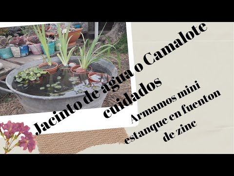 Video: El Jacinto De Agua Es Un Hermoso Purificador De Estanques