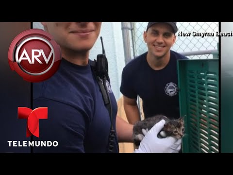 Video: Los Bomberos Rescatan A Un Curioso Gatito Del Generador