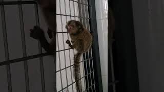 monkey   baby marmoset  so cute. by yumi ocho vlog 110 views 3 months ago 1 minute, 22 seconds