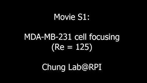 MDA-MB-231 Inertial cell focusing